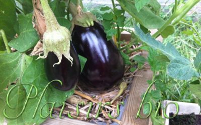 Comment planter et récolter des aubergines bio en jardinière