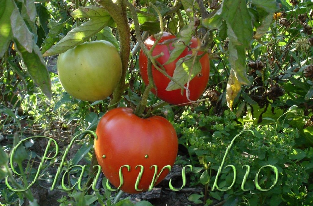 Semer des graines de tomates bio